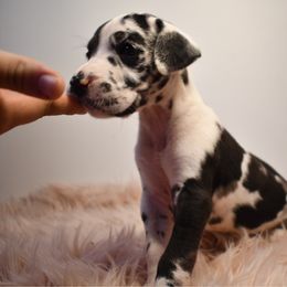 Orange Juice - Harlequin female Great Dane puppy in Salem, Oregon from Gigantes de Cervantes