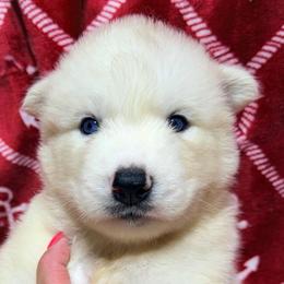 AKC Rio - White male Siberian Husky puppy in Centreville, Maryland from Huskies By the Bay