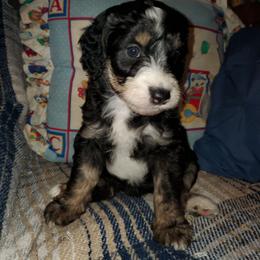 Goldie - Black female Sheepadoodle puppy in Bellevue, Iowa from Fluffy Wonders Poms and Doodles
