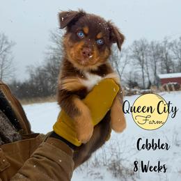 Cobbler (blue) - Red tri-color female Australian Shepherd puppy in Falmouth, Kentucky from Queen City Farm