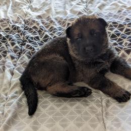 Purple - Sable female German Shepherd puppy in Luna, New Mexico from Von De León German Shepherds