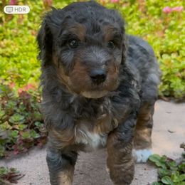 Lightning - Merle male Bernedoodle puppy in Monument, Colorado from Colorado Dreamin Doodles