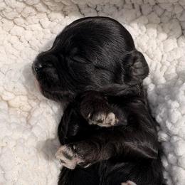 Huckleberry - Black male Cavapoo puppy in El Sobrante, California from Mckendra's Legacy
