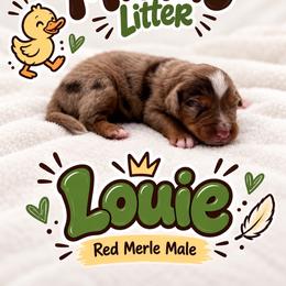 Louie - Red merle male Miniature Australian Shepherd puppy in Cave Creek, Arizona from Arizona Aussies