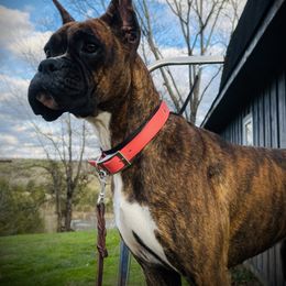 Aero - Boxer