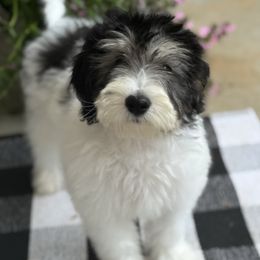 Boy 1 - Blue gray and white male Sheepadoodle puppy in Inman, South Carolina from Mossy Doodles LLC