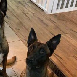 Belgian Malinois from ACE Soldat Hunde, LLC.