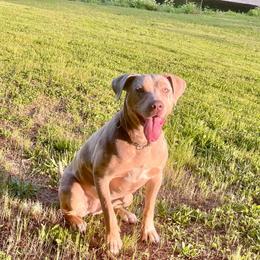 Faith - Catahoula Leopard Dog