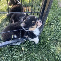 Pembroke Welsh Corgi Puppies from Ok Puppy Korral