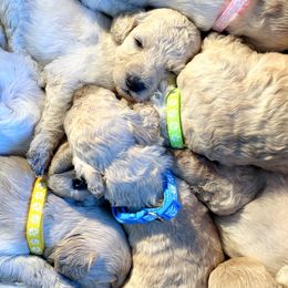Goldendoodle Puppies from Spring Prairie Doodles