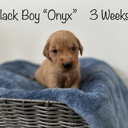 Golden Retriever Puppies from Gold Treasure Retrievers