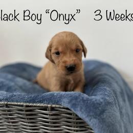 Golden Retriever Puppies from Gold Treasure Retrievers