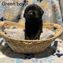 Green boy - Black male Labrador Retriever puppy in Corning, California from Raven's Labradors