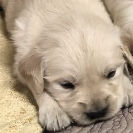 Golden Retriever Puppies from Reel Ridge Farm