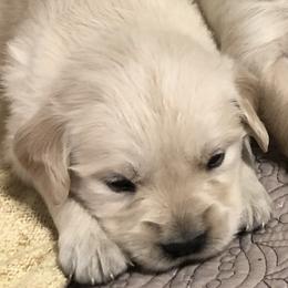 Golden Retriever Puppies from Reel Ridge Farm