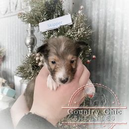 Shetland Sheepdog Puppies from Country Chic Shelties