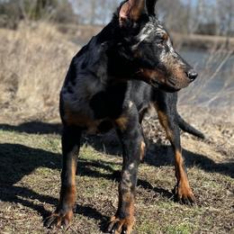 Beauceron and Doberman Pinscher Puppies from Elitehaus