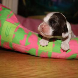 Glinda - Brown and white female Cocker Spaniel puppy in Hickory, North Carolina from Home Grown Cocker Spaniels
