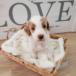 Goldendoodle Puppies from Auburn Hills Doodles & Poodles