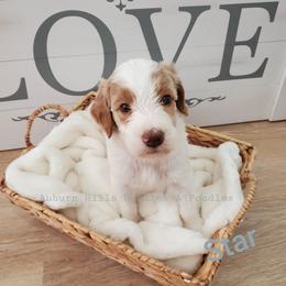 Goldendoodle Puppies from Auburn Hills Doodles & Poodles