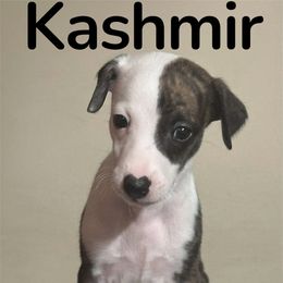 Kashmir - Red brindle female Whippet puppy in Brooksville, Florida from Phasion Whippets Kimberly & Paul Norton Sr.