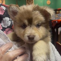 Astro - Merle male Pomsky puppy in Spring Hill, Florida from PDQ Pomskies