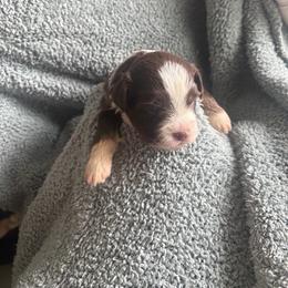 Murphy - Red tri male Toy Australian Shepherd puppy in Union Grove, North Carolina from Grove Farm