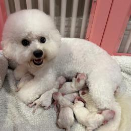 Bichon Frise puppies from Doriann Bichons