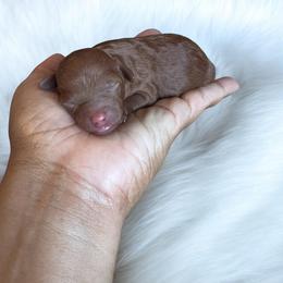 Zara - Red  female Poodle puppy in Okc, Oklahoma from Designer Poos By Diva