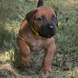 Yellow - Brown male Boerboel puppy in Naples, New York from Freedom Boerboels LLC