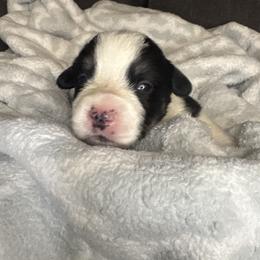Rafiki - Black and tan male Pembroke Welsh Corgi puppy in Washington from KB Corgis