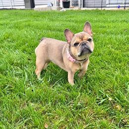 Indy - French Bulldog