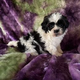 Oreo - Black gold and silver male Shihpoo puppy in Knoxville, Tennessee from Rocky Top Cavapoos