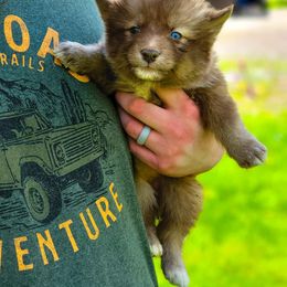 Girl 2 - Siberian Husky puppy in Adrian, Michigan from Greenlese Happy Huskies