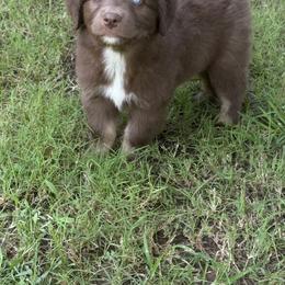 Australian Shepherd Puppies from Kamm's Aussies