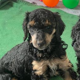 River - Phantom male Poodle puppy in Vaughn, Montana from 406 Poodles