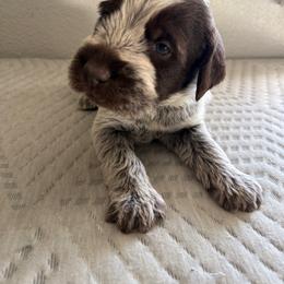 Boy 6 - Brown and gray male Wirehaired Pointing Griffon puppy in Jerome, Idaho from Double R Griffons