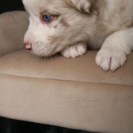Australian Shepherd Puppies from Kiki's Aussies