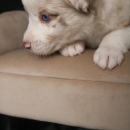 Australian Shepherd Puppies from Kiki's Aussies