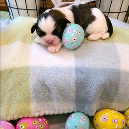 Fig - Gold and white male Shih Tzu puppy in North Carolina from WillowCreek Mountain View Shih Tzu