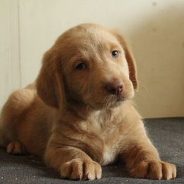 Diesel - Caramel cream male Labradoodle puppy in Apache Junction, Arizona from Loving Doodle