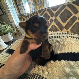 Yorkshire Terrier All Grown Up from Patricia Griesman