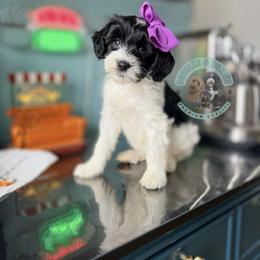 Holly - Black and white female Sheepadoodle puppy in Marion, Ohio from Doodles & Doxies