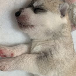 Siberian Husky Puppies from Sassenach Siberians