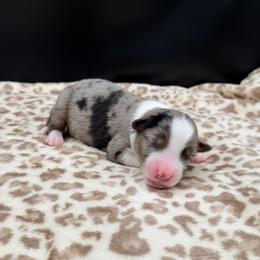Boy 1 - Blue merle male Miniature Australian Shepherd puppy in Arcadia, Indiana from Sunset Cowgirl Mini Aussies