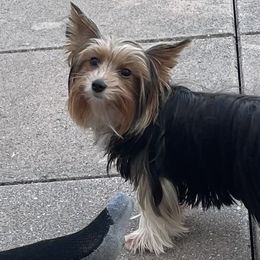 Selma - Biewer Terrier
