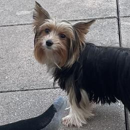 Selma - Biewer Terrier