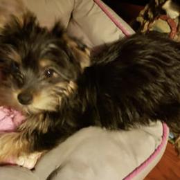 Yorkshire Terriers from Anna's Yorkies