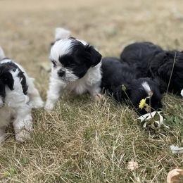 Shih Tzus from Ellis Shih Tzu Puppies