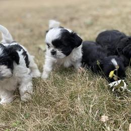 Shih Tzus from Ellis Shih Tzu Puppies